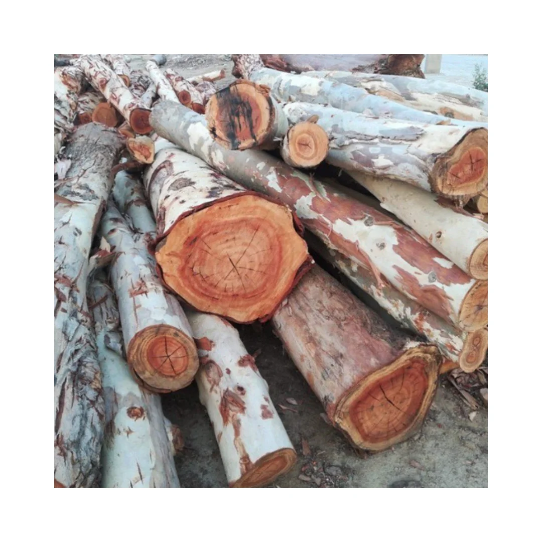 Raw Eucalyptus Square And Round Logs Exporting From Viet Nam