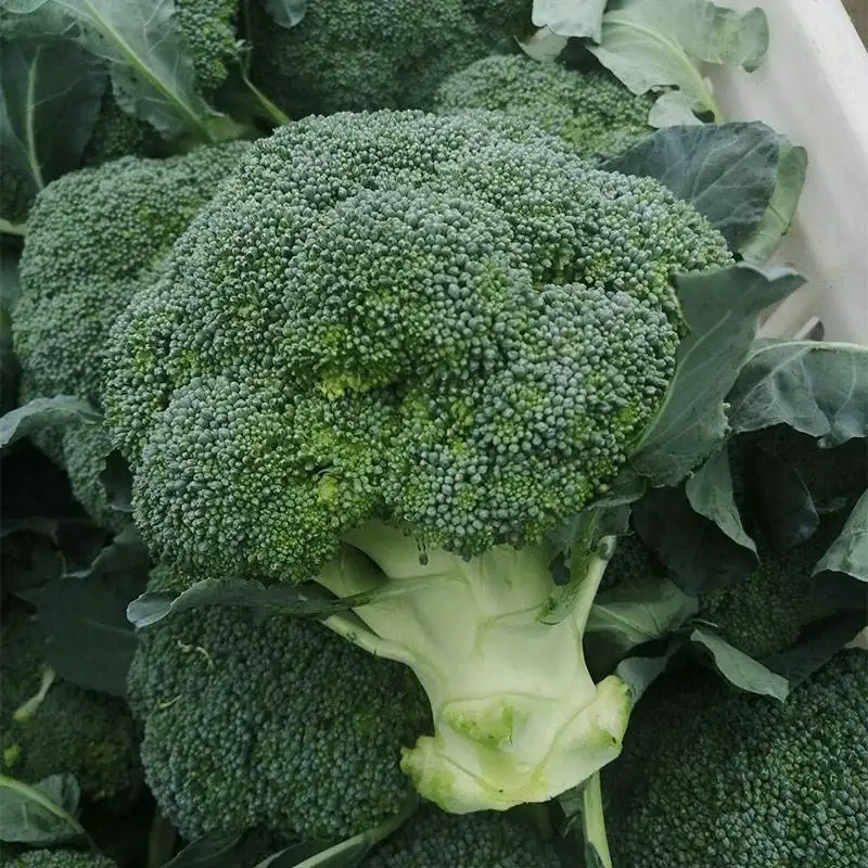 Fresh broccoli for export agricultural products wholesale vegetables low price broccoli