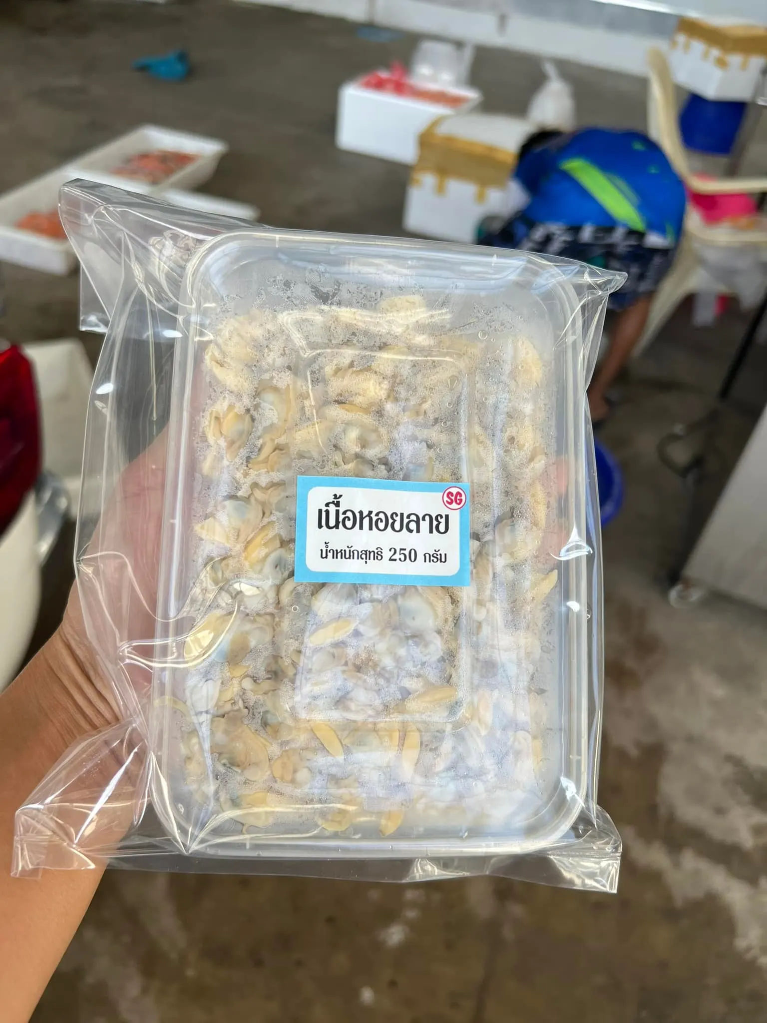 Frozen Clams High quality Big quantity and Good value