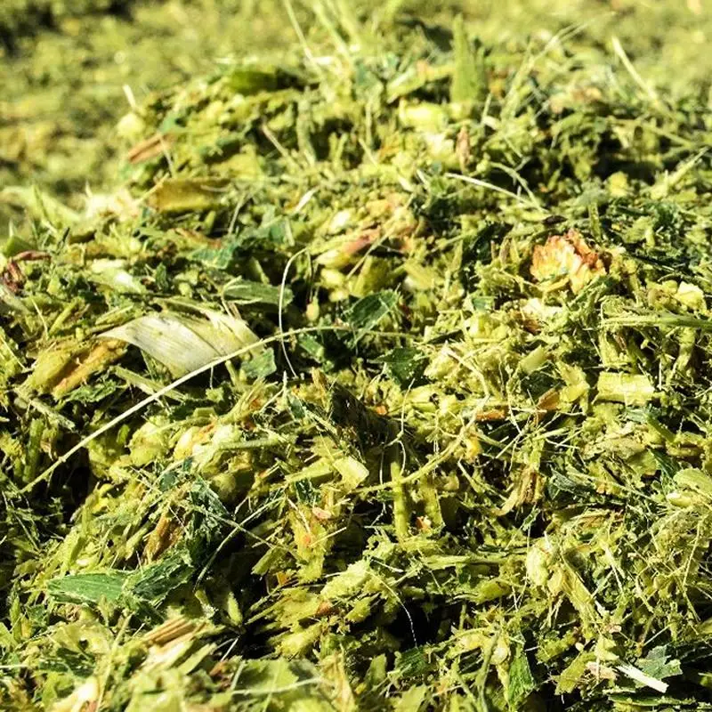 WHOLESALE HIGH QUALITY CORN SILAGE