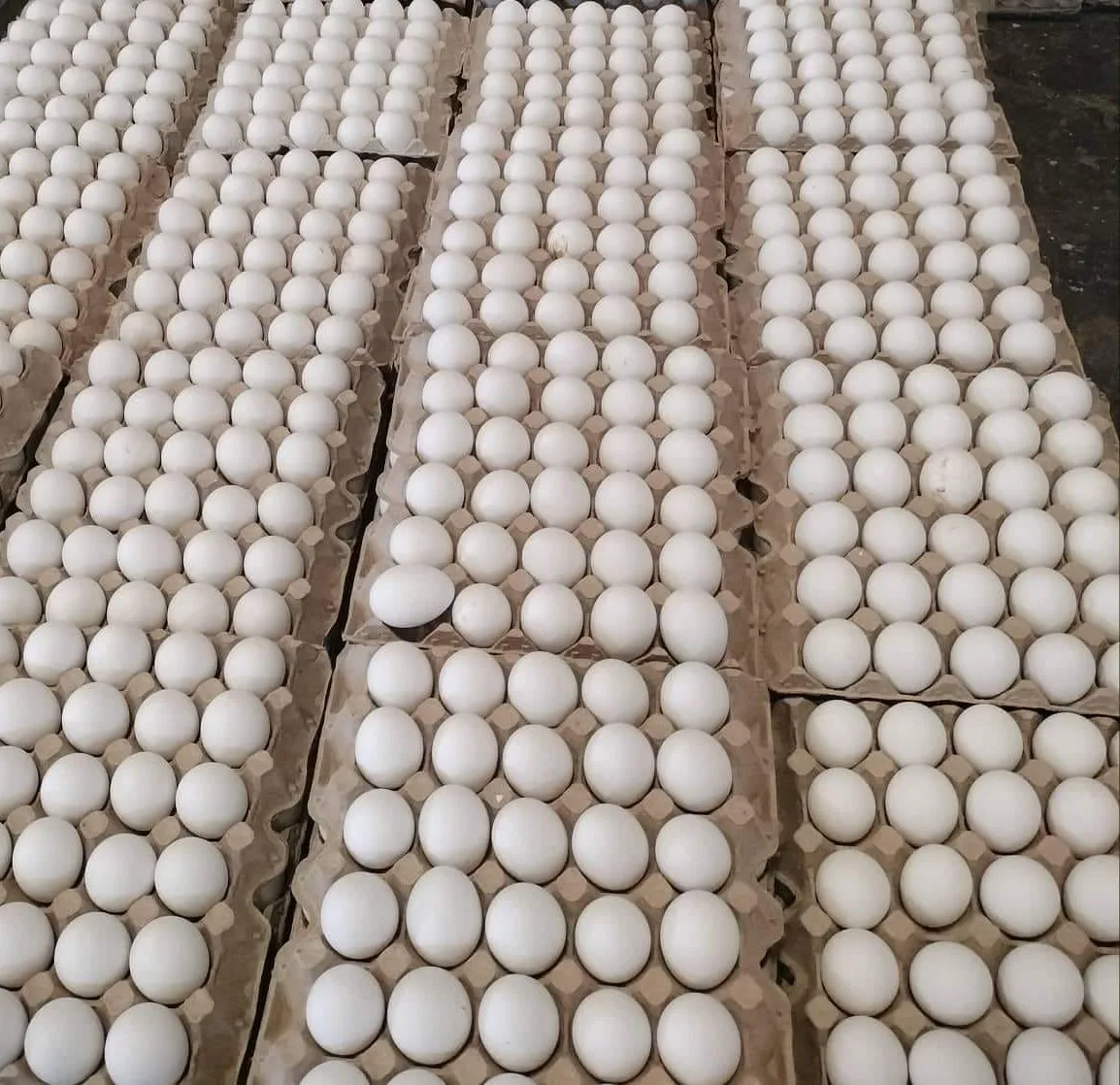 Brown and White Fresh Organic Table Chicken Eggs Small Medium Large at Factory Price