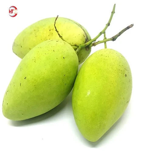 Export Organic Fresh Fruit A Grade Unripe Maturity Sweet and Sour Taste Green Hoa Loc Mango From Vietnam