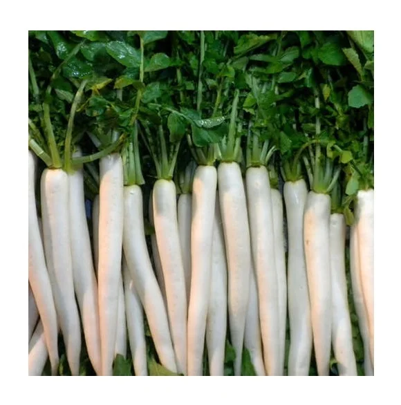 Top Quality Fresh Vegetables Radish For Sale At Best Price