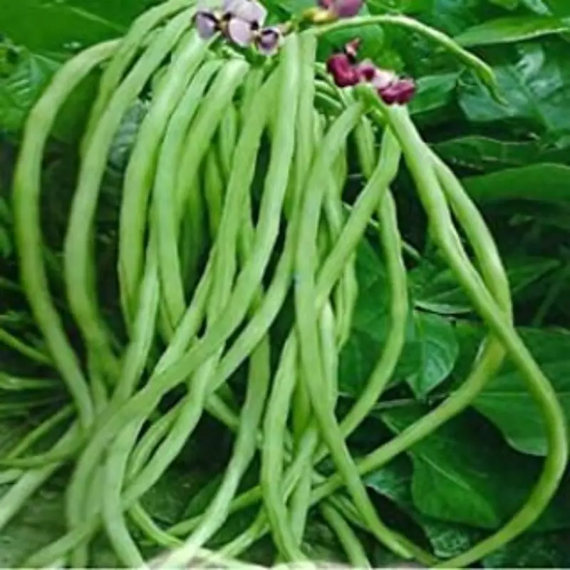 Indian Black Eyed Cow Pea polo beans fresh vegetable for top sale at good discounted price By Air in customize Packing