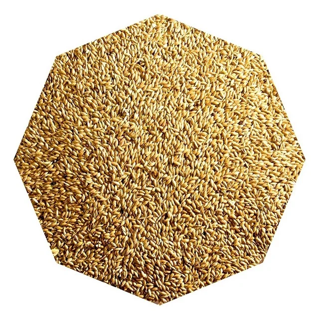 High Quality Canary Seed Animal (Bird Feed) Available For Sale