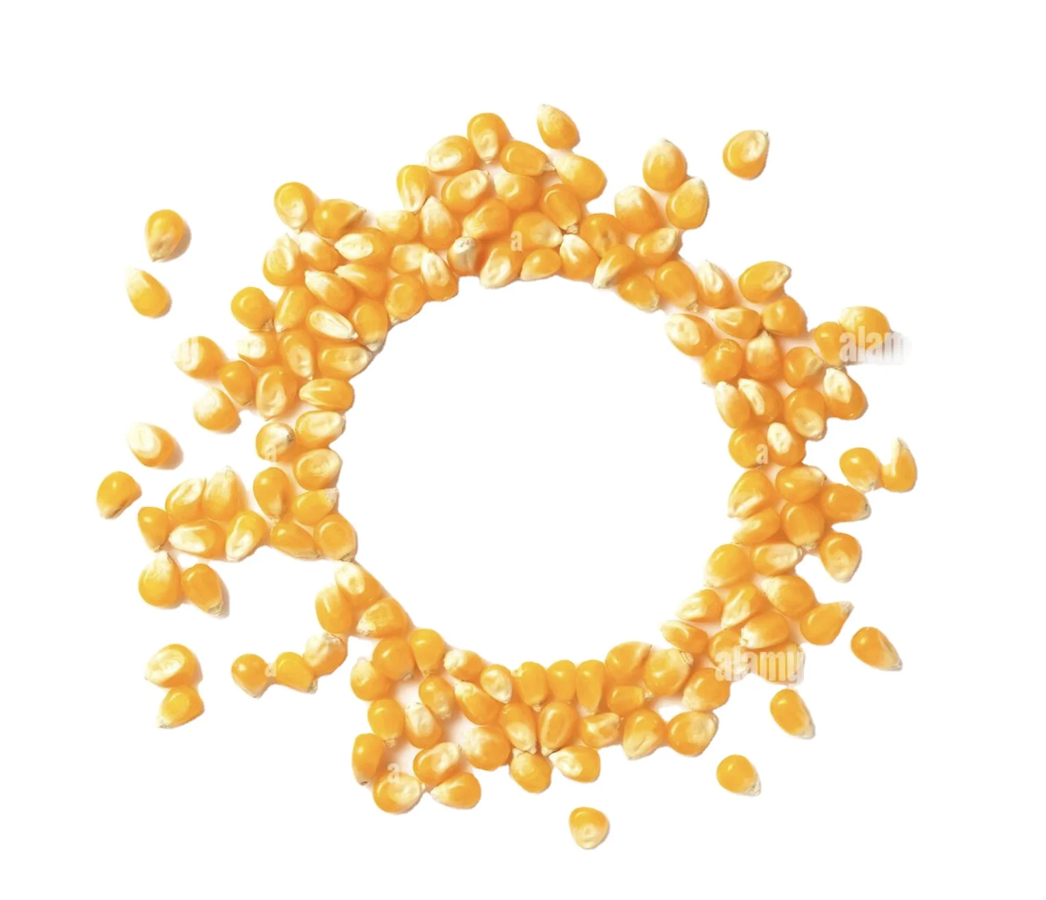 2024 GMO Yellow Corn Dried Sweet Corn for Human Consumption and Animal Feed Yellow Corn for Sale