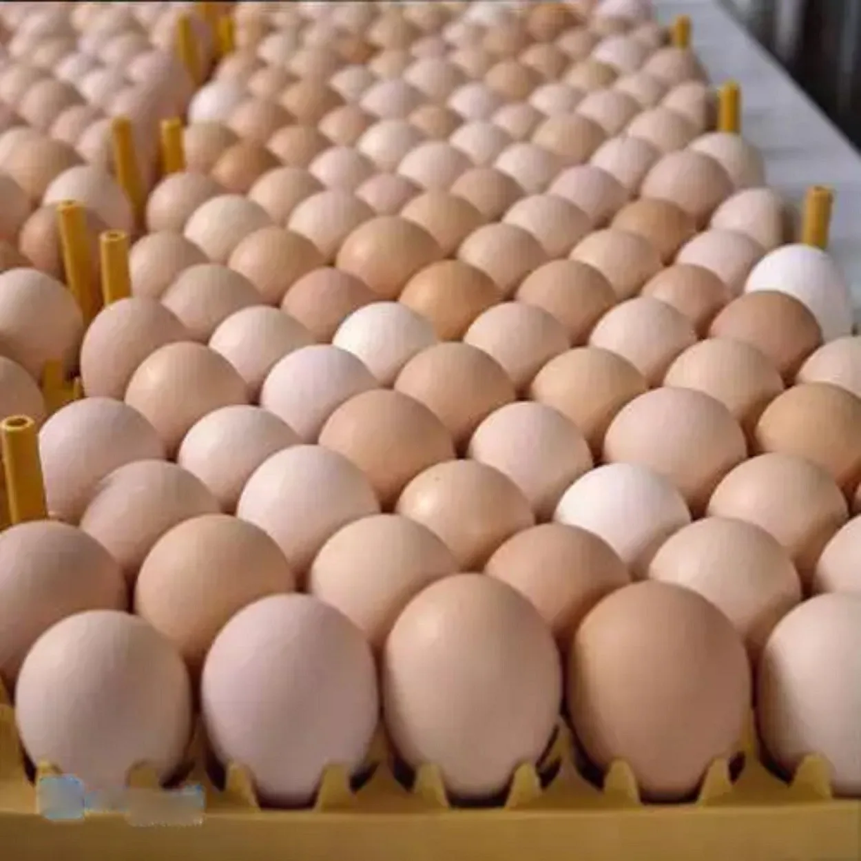 Brown and White Fresh Organic Table Chicken Eggs Small Medium Large at Factory Price