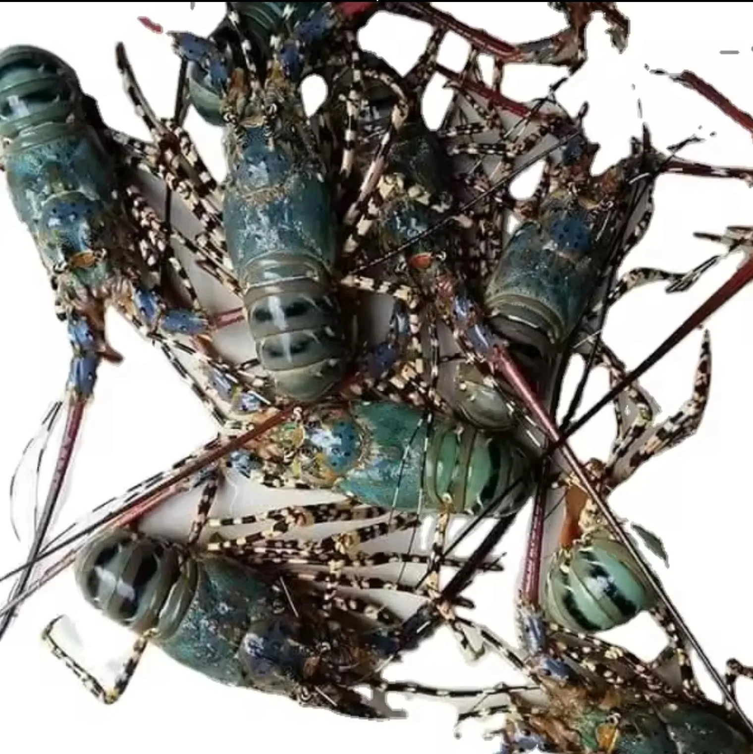 Fresh frozen lobster for sale / Quality Frozen Fresh Canadian Lobsters