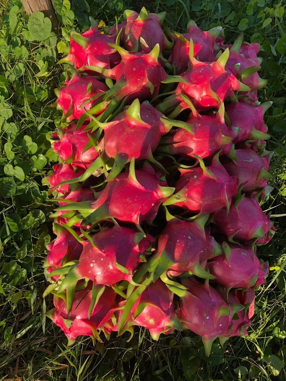 Hot Sale  Fresh Dragon Fruit High Quality 100% Organic Natural Sweet White Flesh Dragon