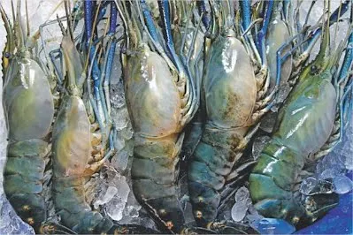 Shrimp Frozen  KOSHER Bulk Style TIME Good Packing Packaging Weight Shelf Headless Origin Latin Type Life Quality BRC