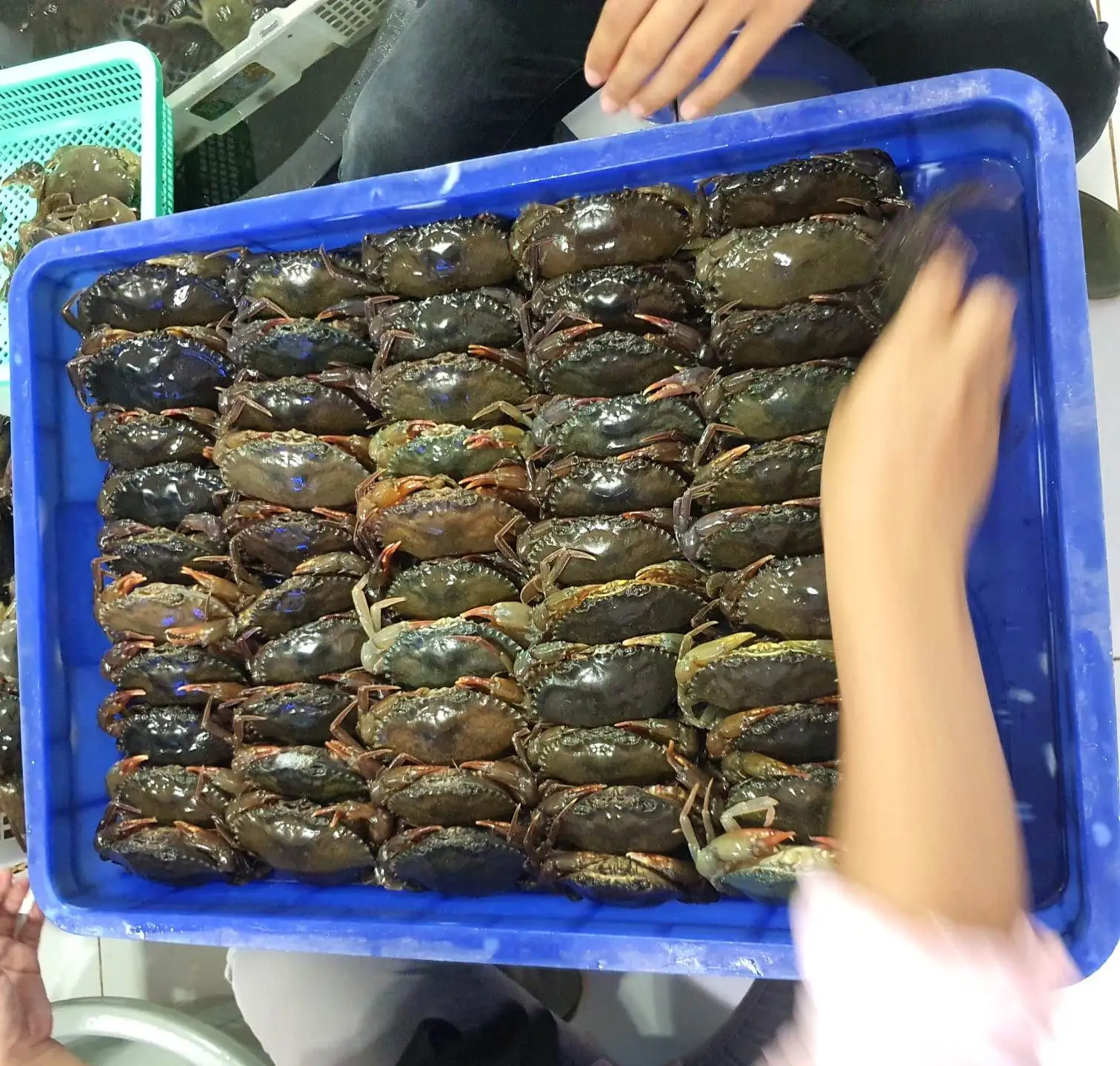 Замороженная мягкая оболочка-краб, полностью круглая, хорошего качества, индонезийского происхождения