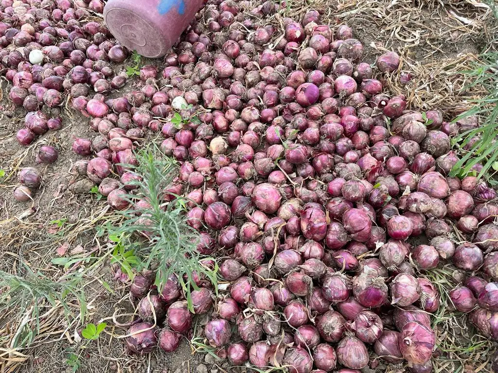 New Crop %100 Organic Onions Hot Sale Class A Onions Premium Quality Fresh Onion - Made in Turkey