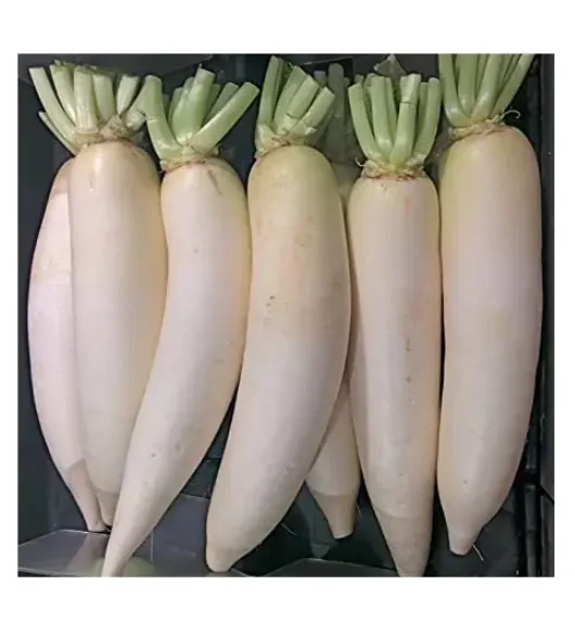 Top Quality Fresh Vegetables Radish For Sale At Best Price