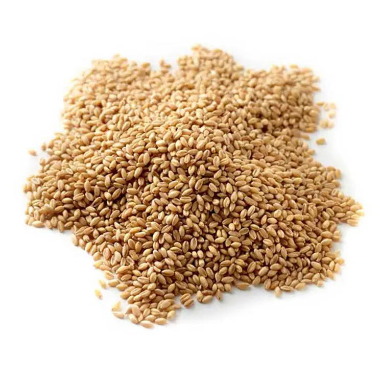 High Quality Durum Wheat Grain and Oats for Food Industry Reliable Supplier of Beans and Seeds for Sale