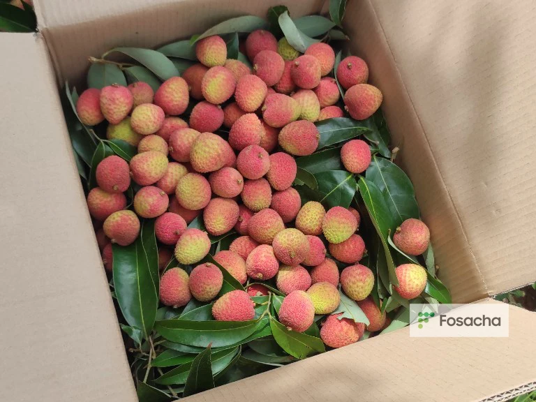 CUSTOMIZED BRAND LYCHEE SWEET FRESH WITH REASONABLE FROM BEST VIET NAM FRESH FRUITS WHOLESALE NATURAL FLAVOR  READY FOR DELIVERY