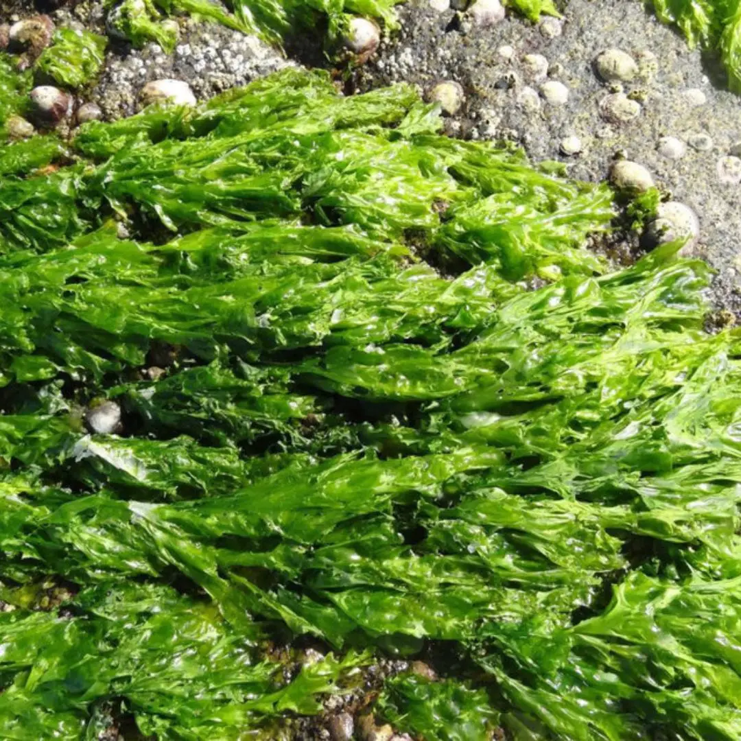 Exuding a fresh breath bagged sea lettuce green Ulva Lactuca NORI with favorable price Akina