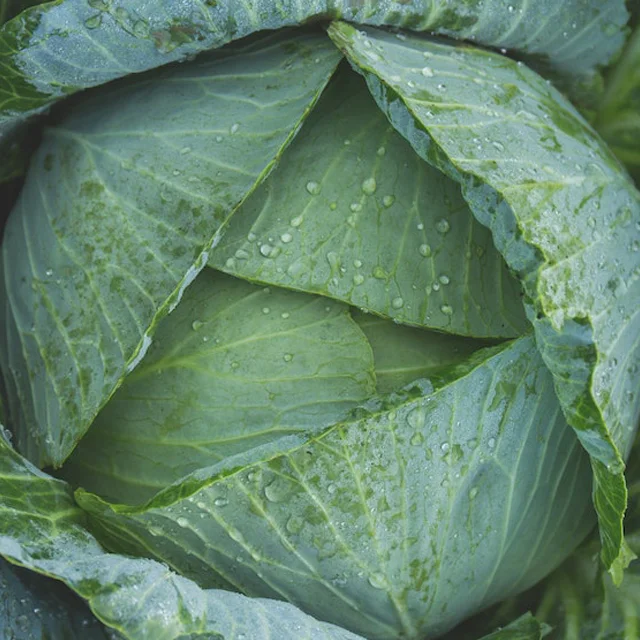 Best Quality Fresh Cabage Vegetable for Export from India