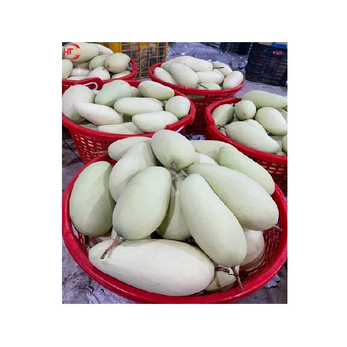 Good Quality Vietnam Organic Fresh Fruit Light Sweet Taste Yellow Taiwanese Mango With Ripe Maturity