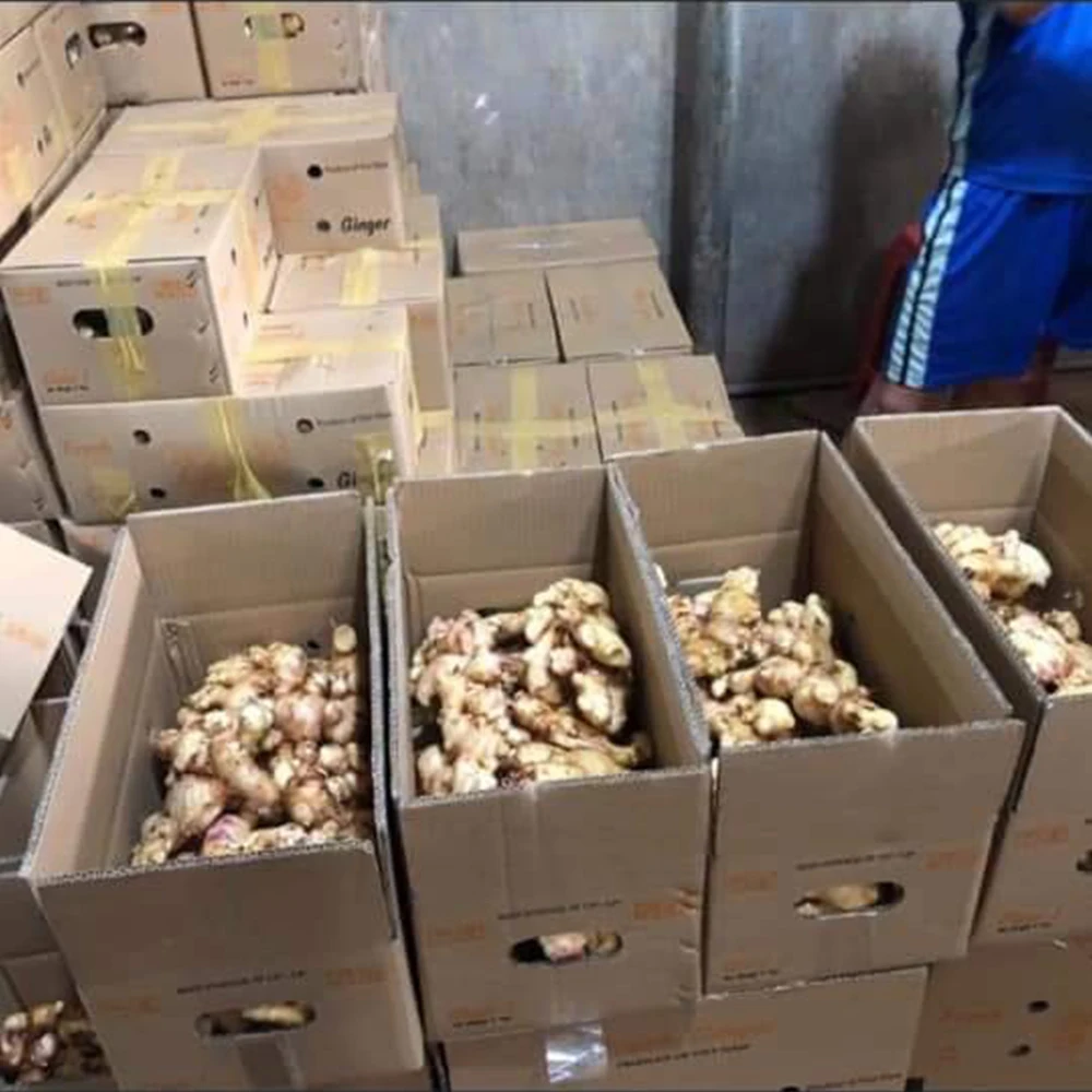 New arrival of fresh ginger new crop from Vietnam wholesale exporters with ginger root market price for export in bulk