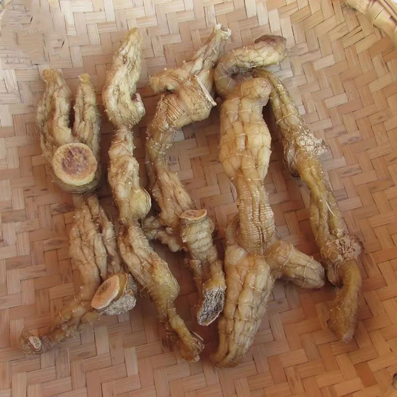 Polygonati Rhizoma / Polygonatum