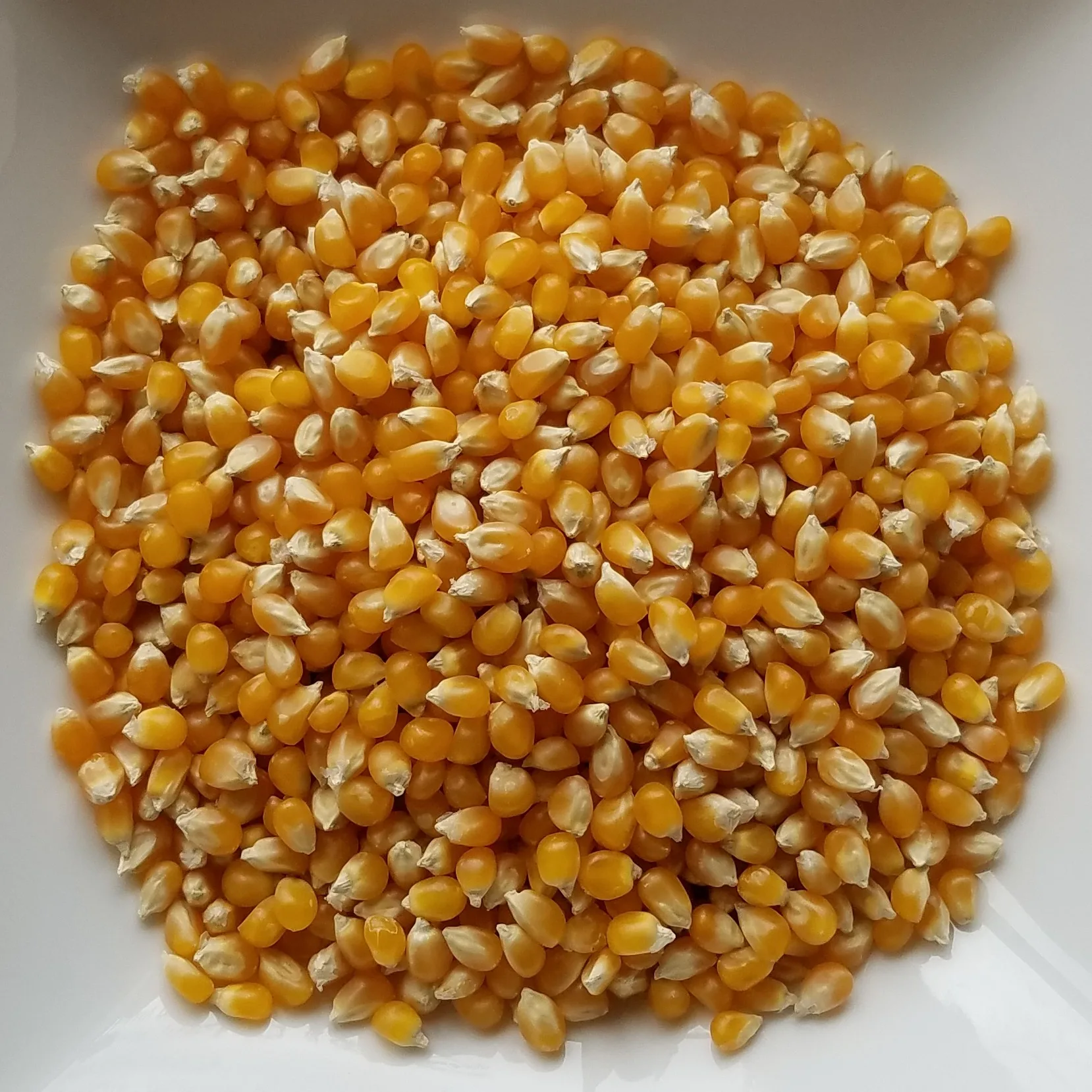 Best Supplier of High Purity Natural Dried Popcorn Kernels Wholesale Price for Global Export Bulk Popcorn Kernels Available