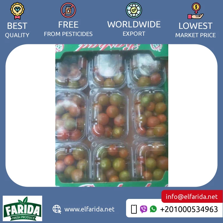 Widely Selling Superior Quality Delicious Taste Agriculture Grade Fresh Fruit Cherry Red Fresh Vegetable Tomatoes from Egypt
