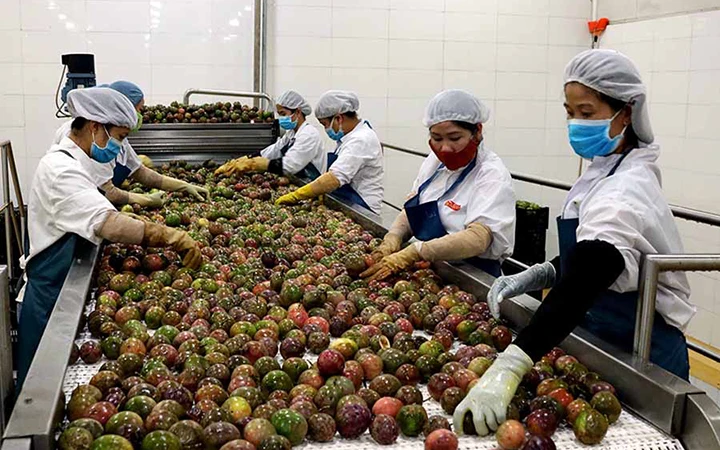 OEM fresh passion fruit frozen passion fruit with high quality material and reasonable price for importer (+84983028718)