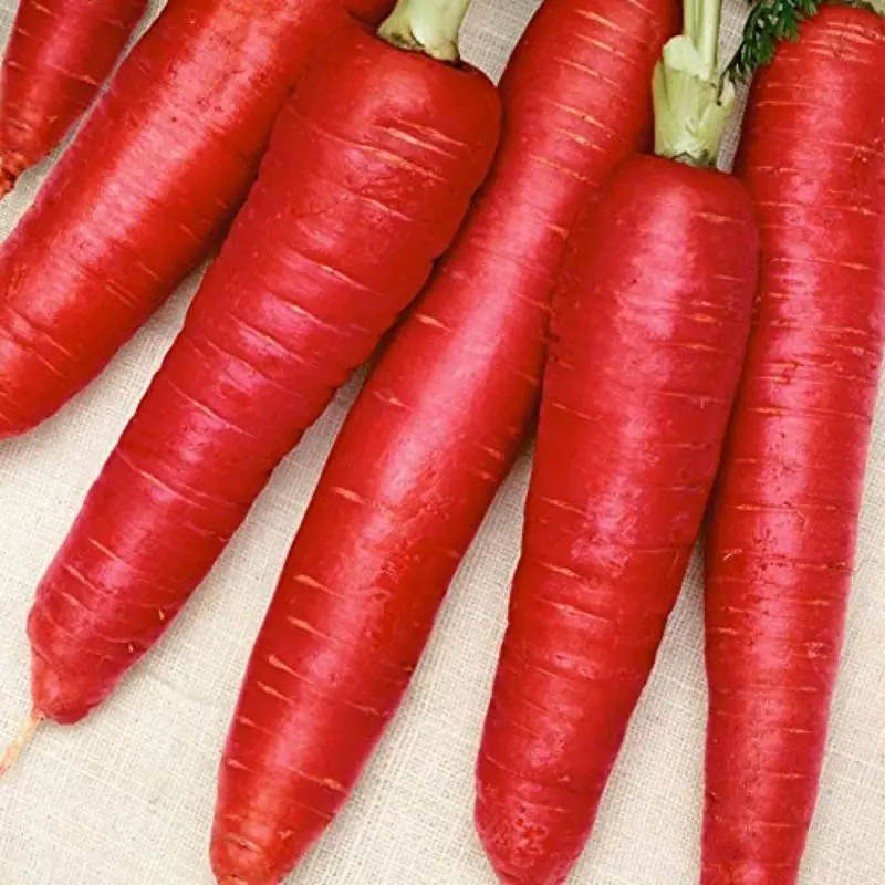 Greenhouse carrot kuroda export by MN GLOBAL IMPEX