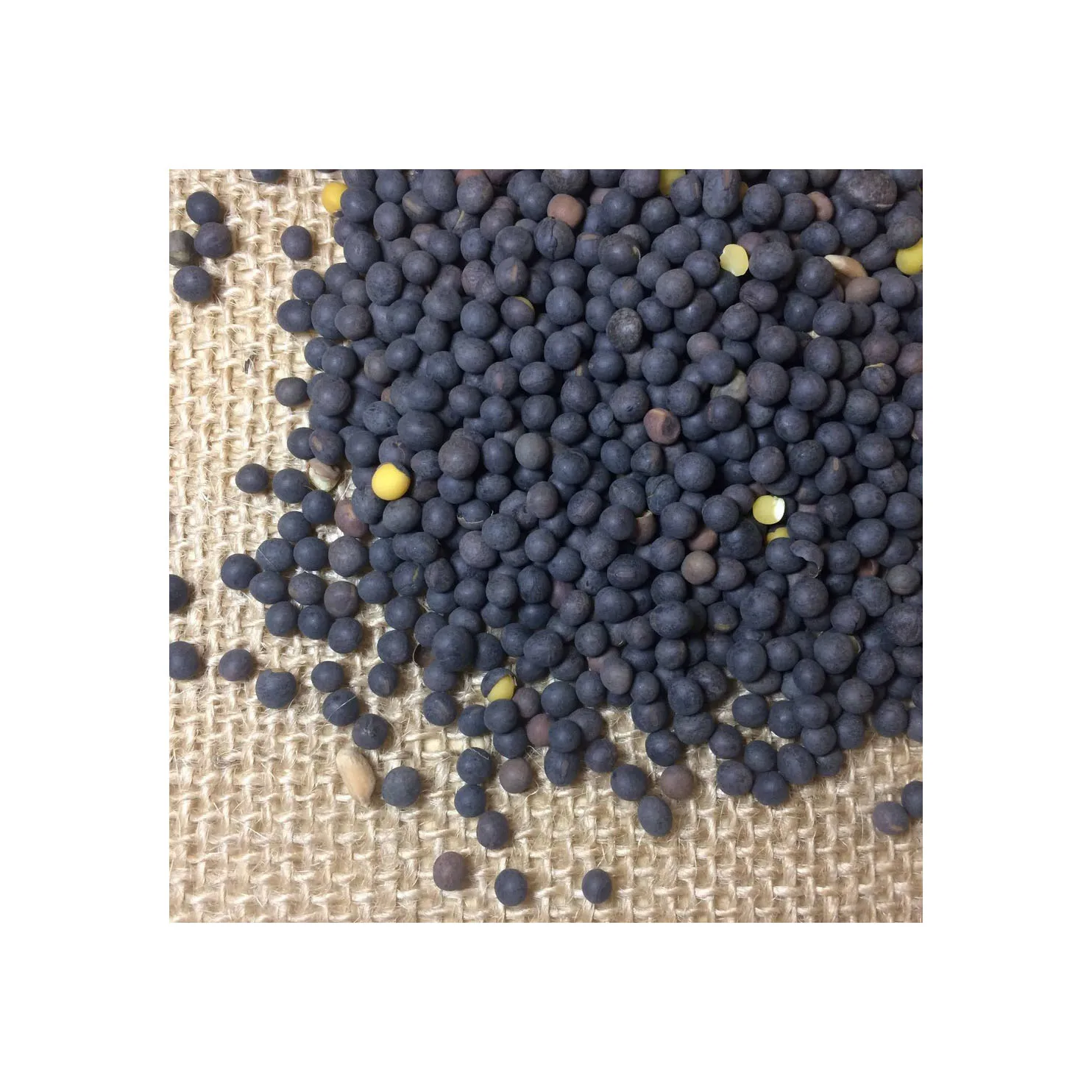 Best Selling Premium Wholesale Vetch Seeds
