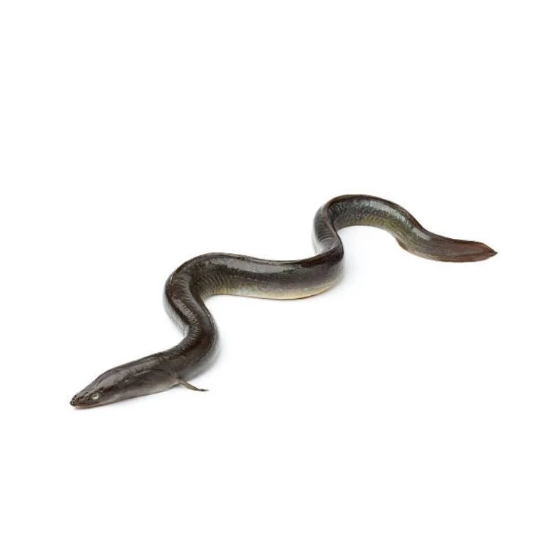 Best Frozen Top Selling Fresh Live Eel Fish Wholesale in Cheap Price Live Eels Conger Eel AD Bangladesh Life Eat Water Preserved