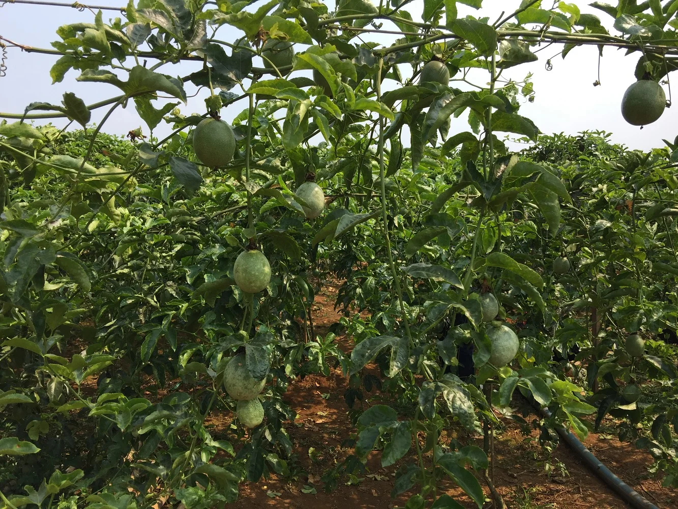 Organic Box Bulk Fresh Naturally Taste Natural Flavor Normal Feature Frozen Passionfruit Puree Seed-out