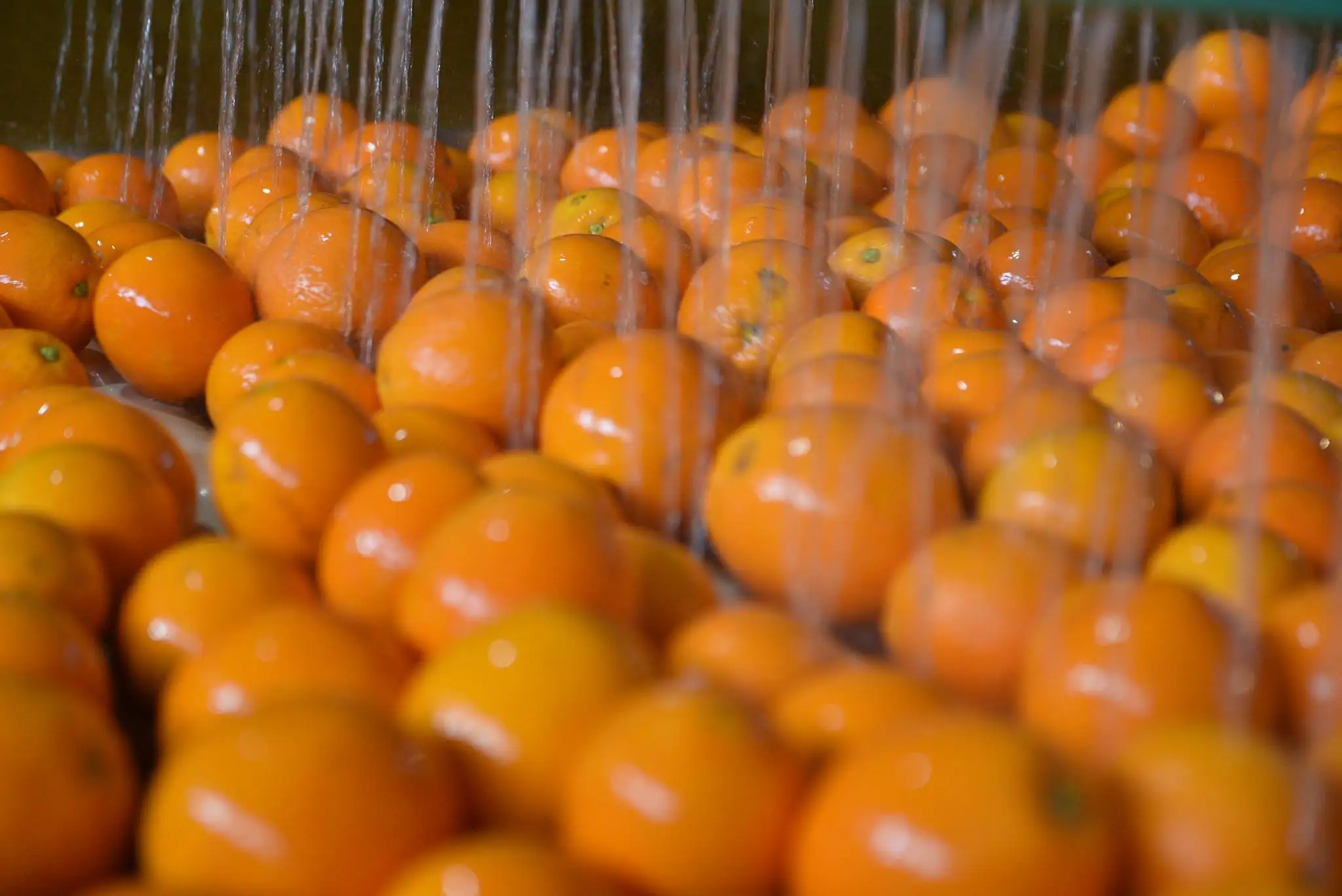 Fresh Abusra oranges from Egypt