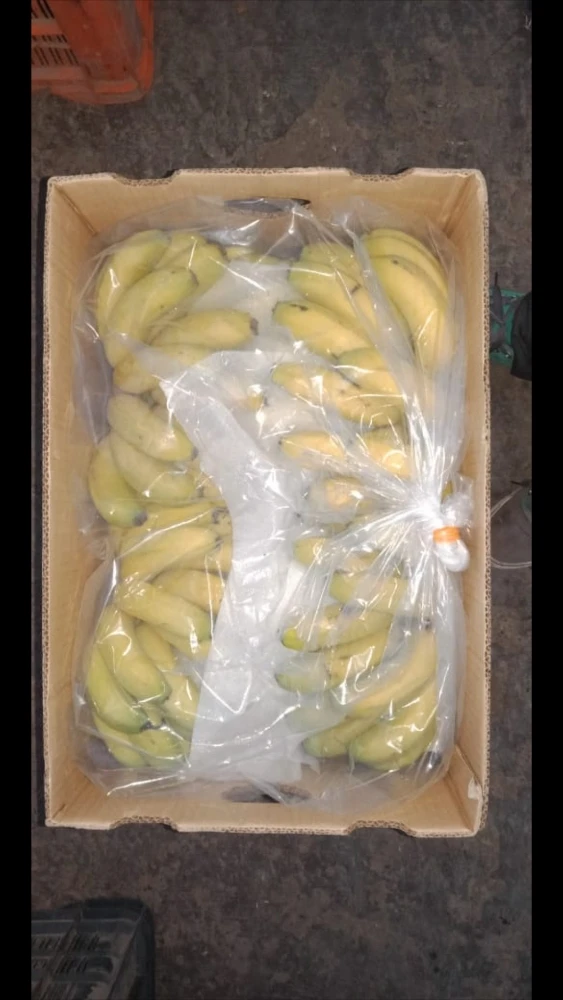 Wholesale High Quality Harvested fresh Green Cavendish Banana for Germany / all Gulf Countries at Factory Price from India