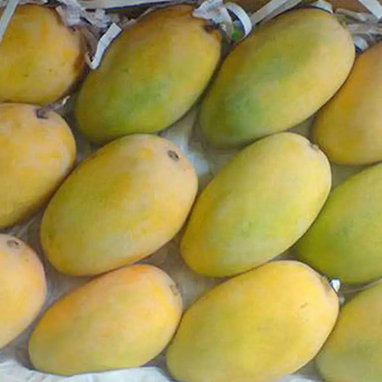 Hot Sale 2021 Big Sale 15 for Fresh Mango High Quality Vietnam Fresh Fruit Green Cat Yellow Tropical Box Sweet Crop Style Color
