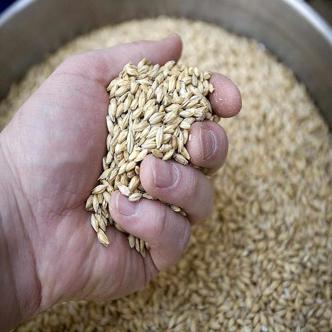 Rogue Quality Whole Barley Grain Feed | Livestock Feed Barley Animal Feed Barley
