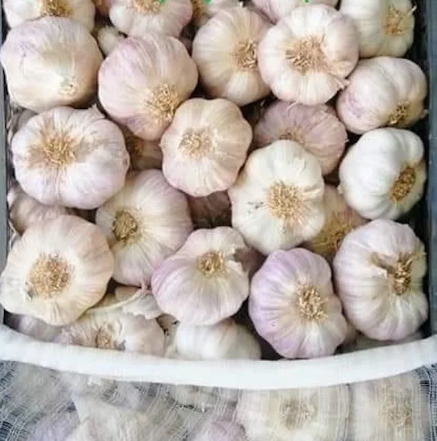 Jin Xiang Mesh Bag Packing Chinese Normal White Fresh Garlic in 10kg Crop Style Color Weight Origin Type Shandong Size Product