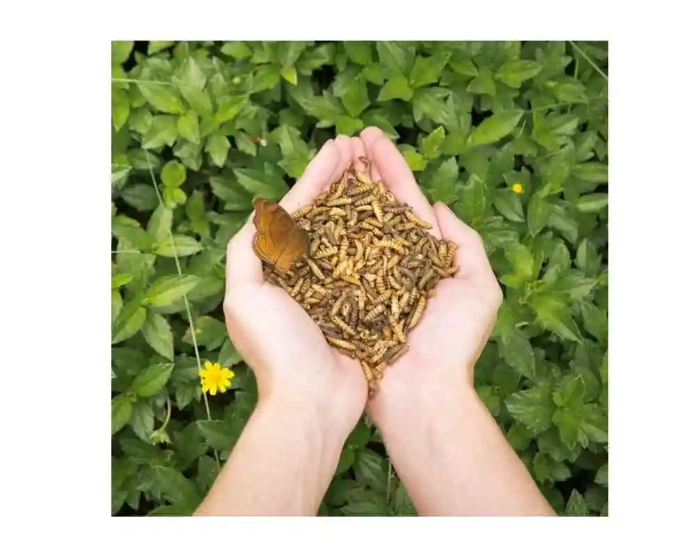 Highly Recommended Soil Fertility Booster Black Soldier Fly Organic Fertiliser (Frass) for Healthier Approach of Abundant Growth