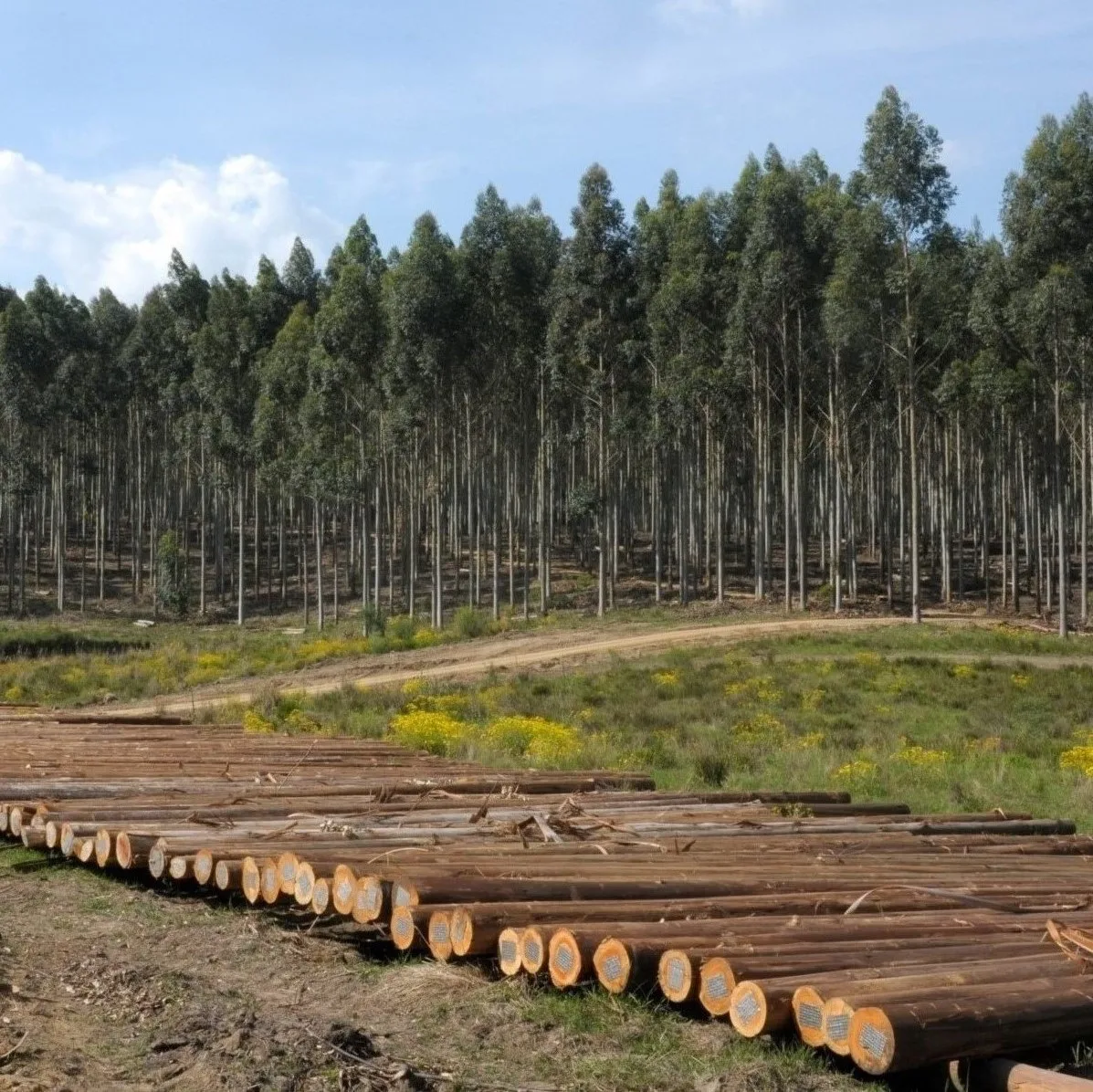 Oak Saw/Veneer Logs, 30-80cm Diameter