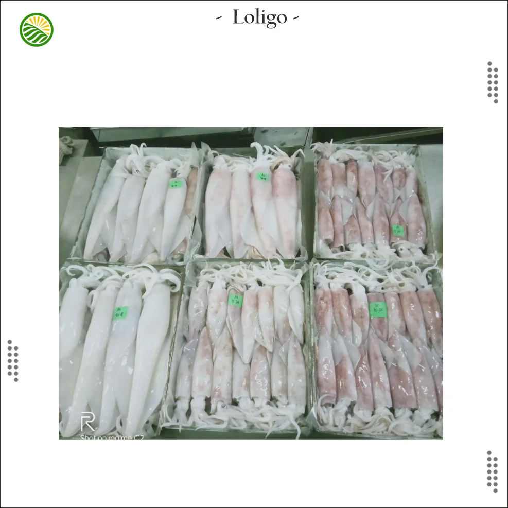 Buy High Quality Calamary or Loligo or Squid Frozen and Clean Large Quantities Export from Indonesia