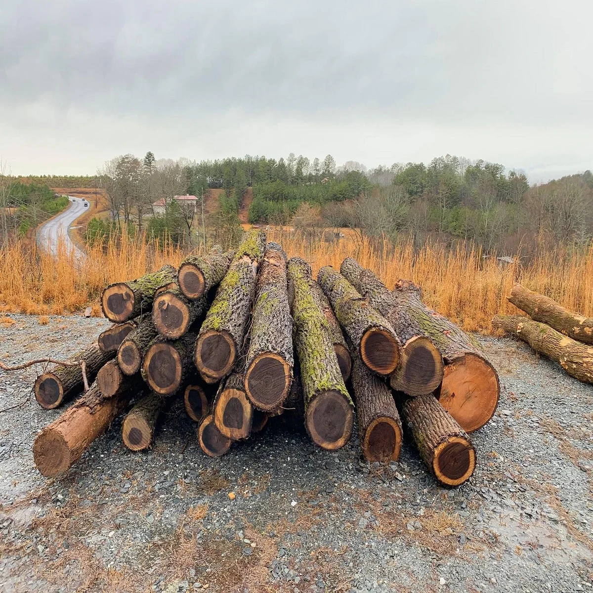 Buy European High Quality walnut Wood Log