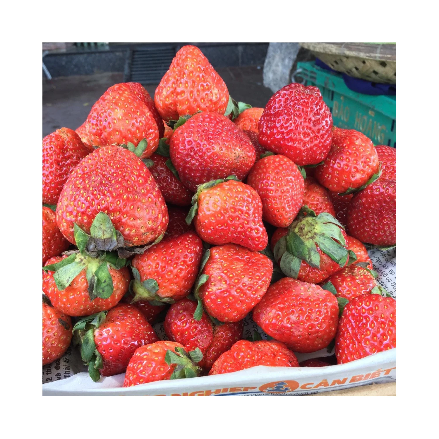 High Quality Juicy Texture Fully Ripe Dessert Sweet Fresh Strawberry Export New Crop Price For Fresh