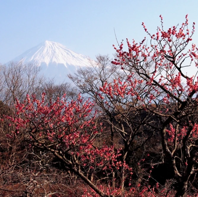 special plum liqueur Umesyu Plum winejapanese fruit wine