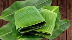 Vietnam Banana Leaves - Organic, Fresh, and Sterilized - High Quality and Affordable Wholesale