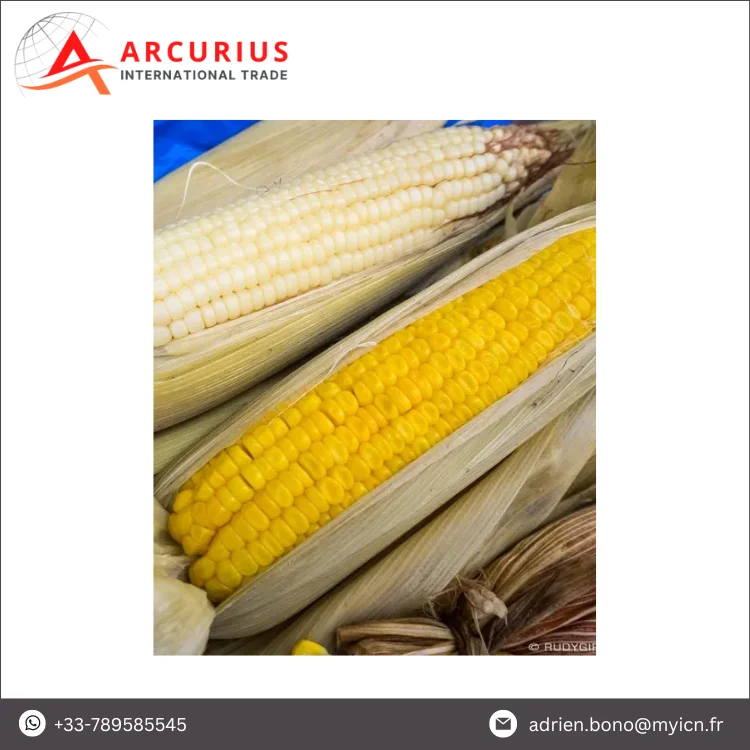 Wholesale High Quality Standard Grade GMO Yellow Corn / Maize for Human Consumption