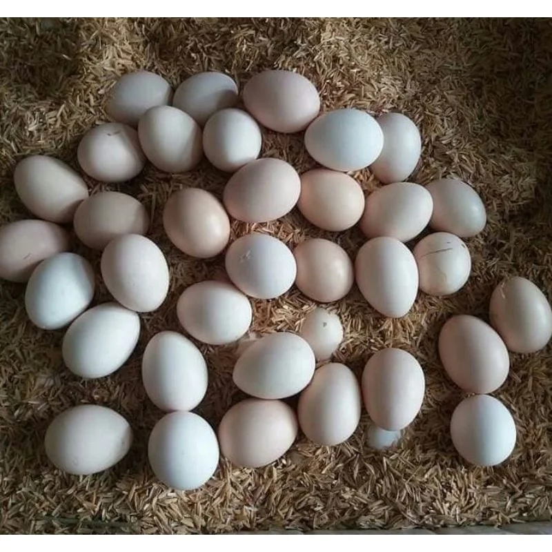 Farm Fresh Chicken Eggs / Brown And White Chicken Eggs Manufacturer In Bulk Top Grade