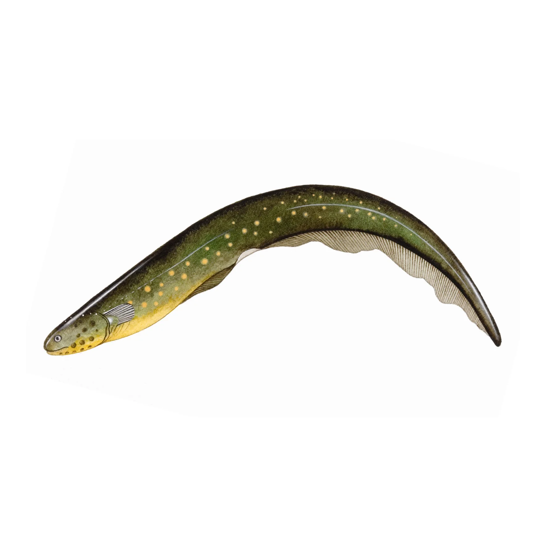 Wholesale Manufacturer and Supplier From Germany Frozen Eel Fish Whole Frozen Fresh Conger Eel Fish Fillet High Quality