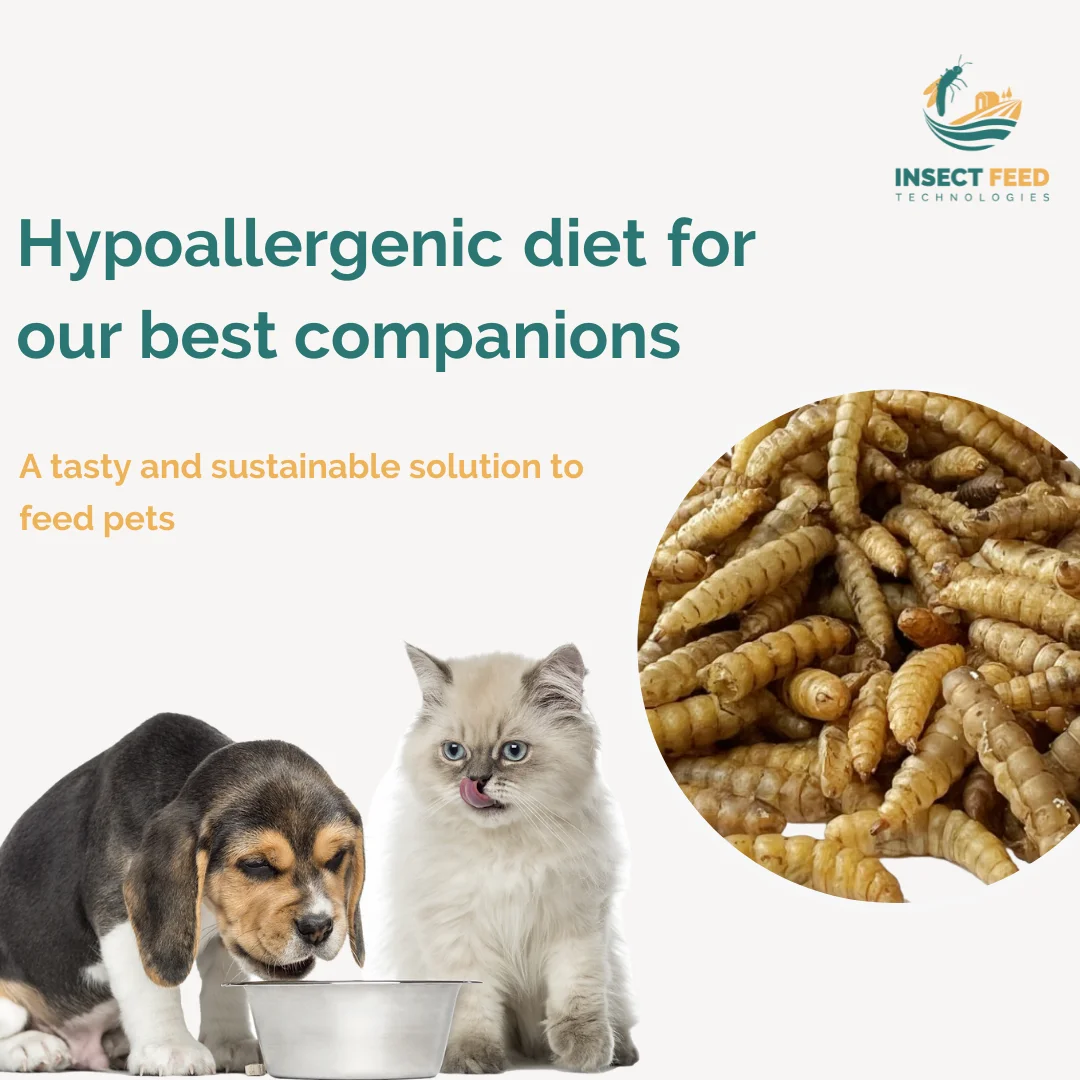 Wholesale High Protein Natural Black Soldier Fly Dried Larvae for Animal Fish Chicken Poultry Pet Feed  Vital Fatty Amino Acid