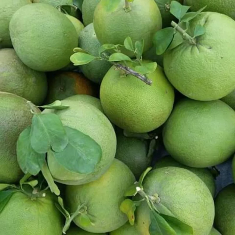 Grapefruit Green Fresh Fruit From Vietnam /  Wholesale Organic Fruit From Vietnam