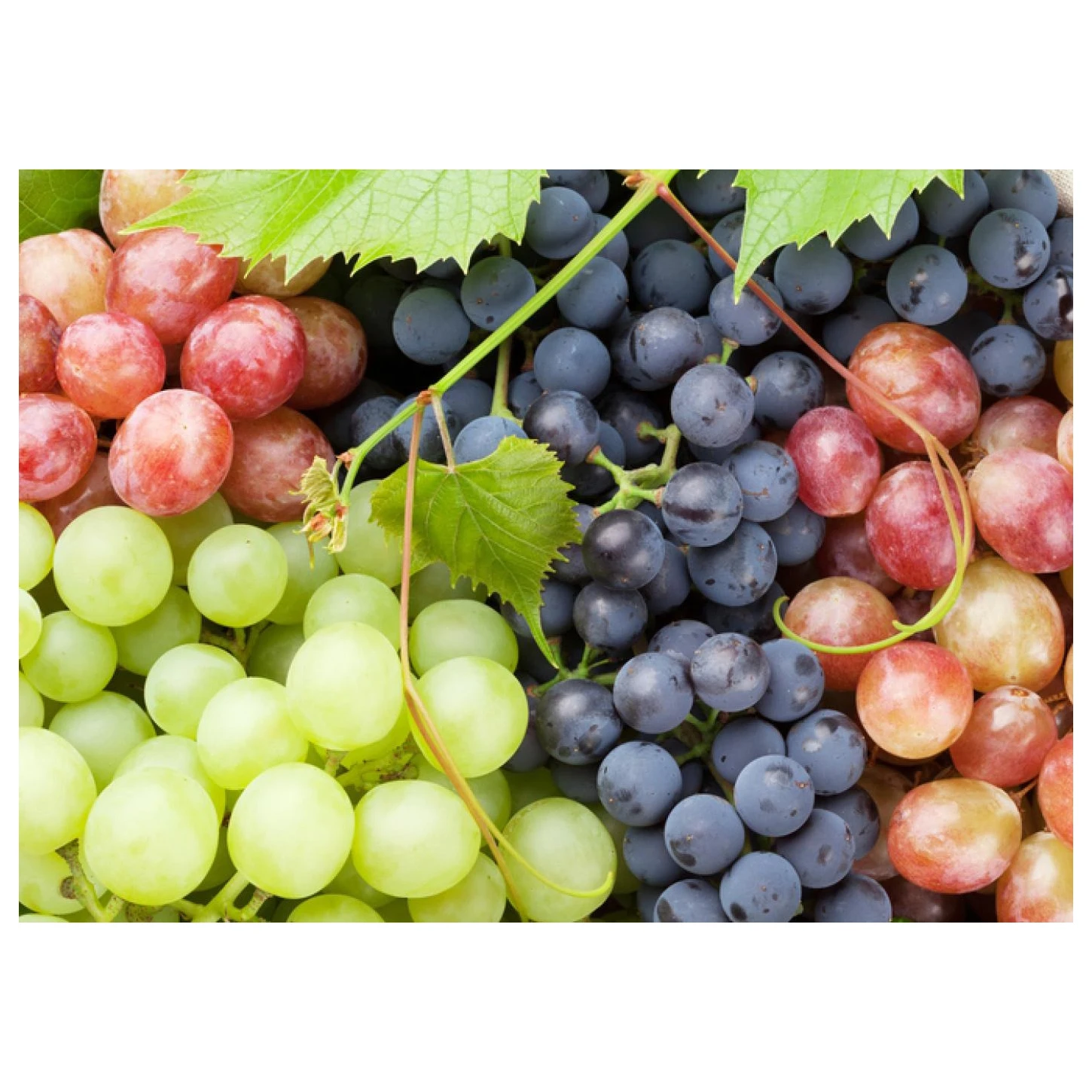 Best Price Fresh Grapes Bulk Fresh Red Crimson Seedless Fresh Grapes Grapes  Bunches Favor Fruit Decor