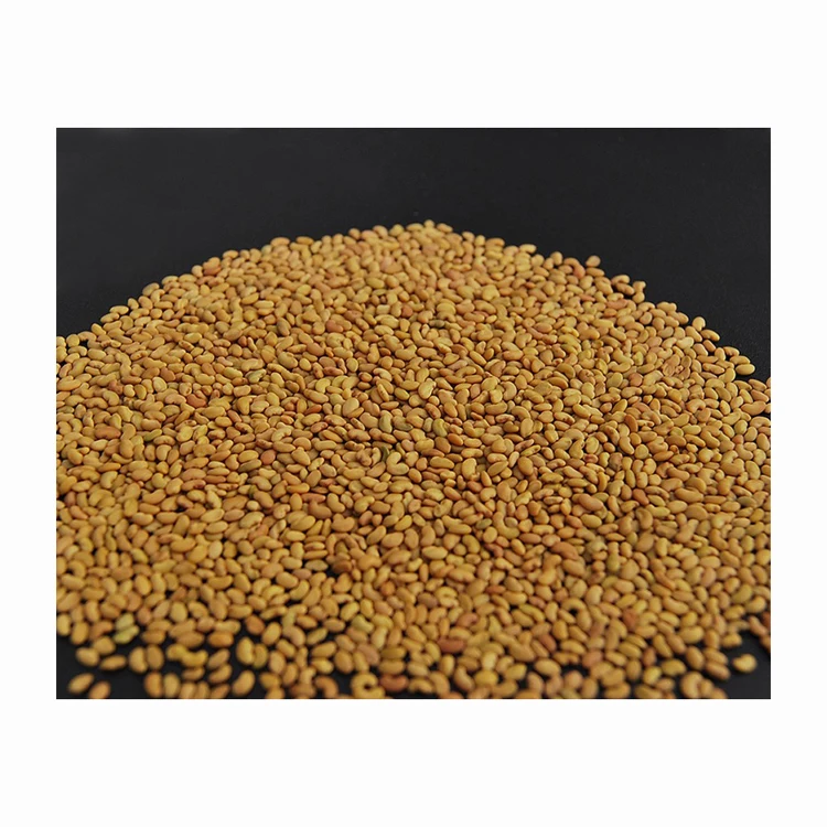 Best Forage seeds for Animal feed in high quality